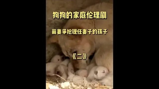 前任妻子霸占现任妻子是孩子，而起还大打出手，丈夫还置之度外