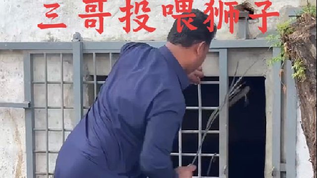 三哥捡起树枝作为掩护来投喂狮子