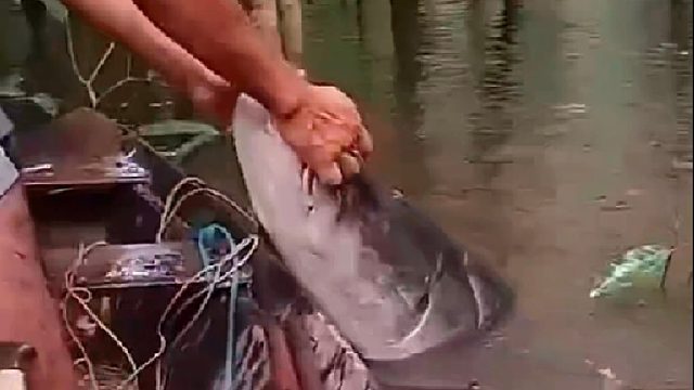 男子在密林深处的河流中发现稀有超大鱼