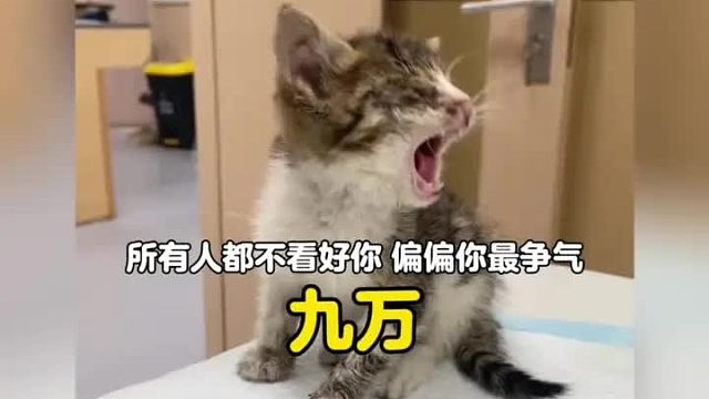 所有人都不看好你，偏偏你最争气了