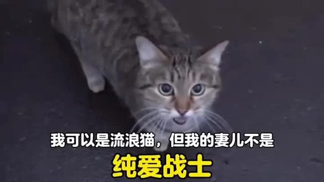 “我可以是流浪猫，但我的妻儿不是”原来猫猫界也有纯爱战士