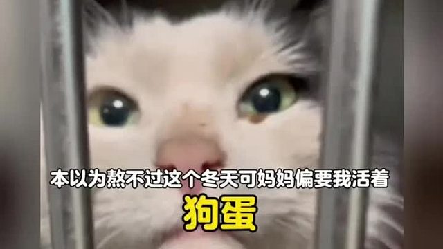 猫咪本以为熬不过冬天，可弥留之际遇到了要它活着的妈妈