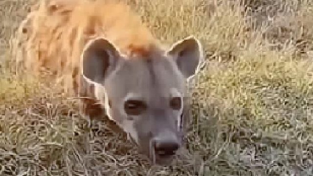 动物的惑行为 爆牙猎老二