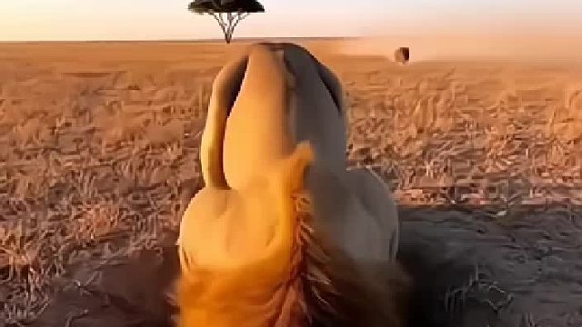 窥洞雄狮遭暗袭