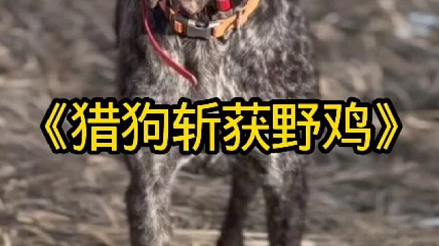 猎狗斩获野鸡