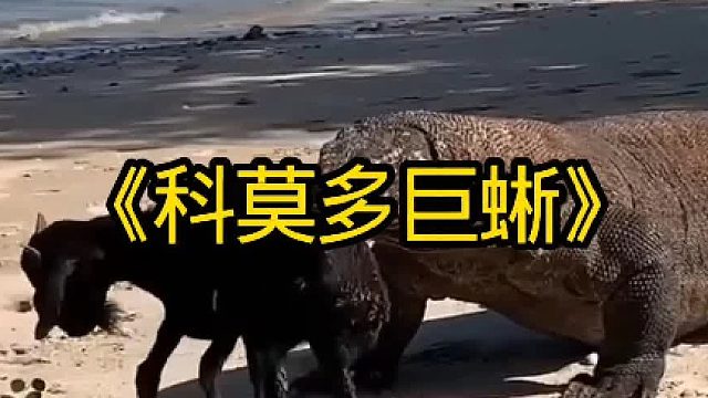 科莫多巨蜥绝对是被忽略的狠角色