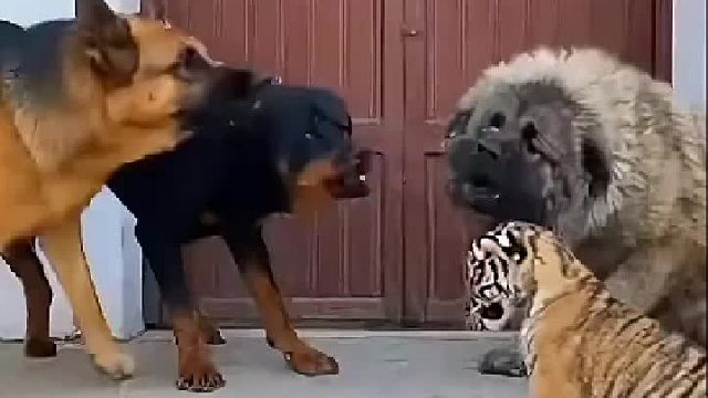 在实力面前，狂妄狼狗、藏熬，都趴地俯首称臣！