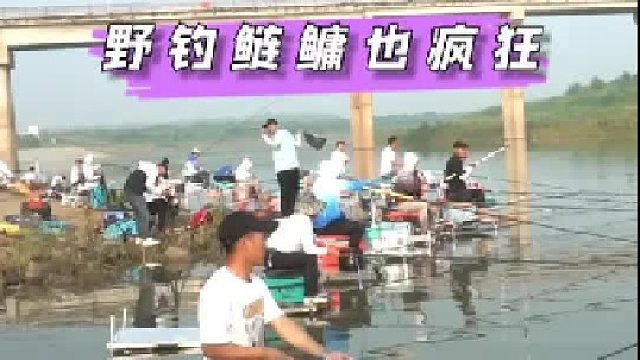 在野河和上百位钓友一起钓鲢鳙