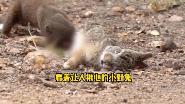 小野兔发出凄惨的叫声，画面看着真让人揪心啊，不由得屏住了呼吸