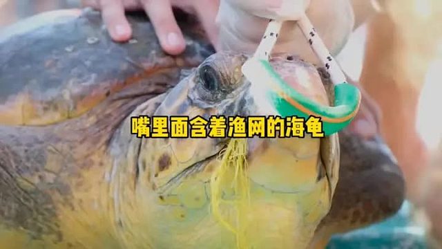 海龟被人放里在嘴里面渔网，承受不住痛苦，主动找善人救助