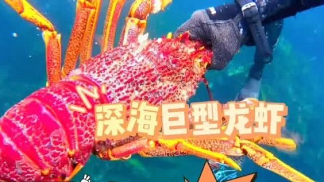 国外龙虾泛滥成灾，随手一摸就是一条波斯顿大龙虾