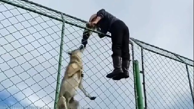 胆大包天的野狼闯入农家小院袭击绵羊