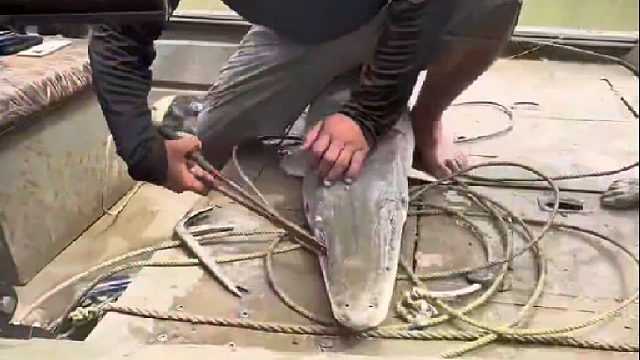 鳄鱼的血盆大口被大号鱼钩勾住