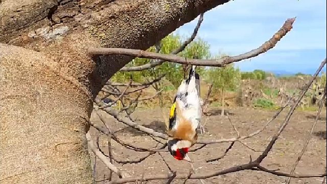 小哥在郊外发现一群躺在树皮里的懒鸟