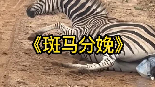 斑马分娩
