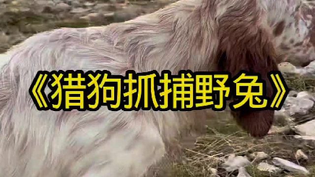 猎狗抓捕偷吃粮食的野兔