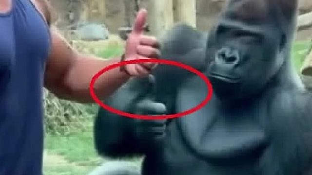 这个大猩猩竟然竖起大拇指！
