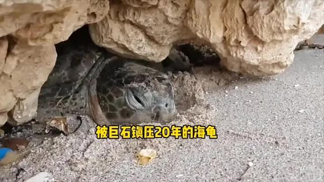 海龟被人压在巨石下，看着太痛苦了