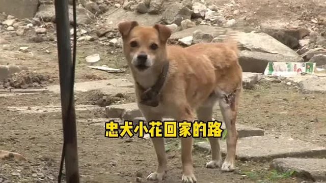 一只狗狗究竟能忠诚到什么地步_看完我泪流满面。