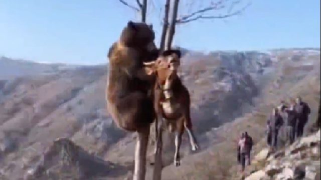 牧羊犬追击围攻偷吃牛羊的棕熊