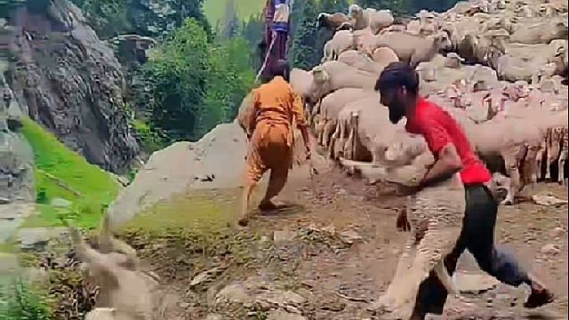 一群男人将羊羔犊子丢进河里，原因令人不可思议