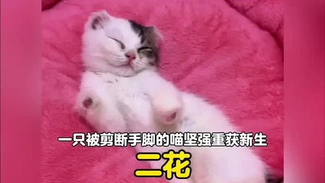 原来被爱真的能疯狂长出血肉，猫咪没有脚，毛毯上却全是它的脚印