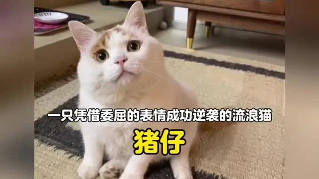 一只满眼委屈的流浪猫成功逆袭为京城阔少，妥妥的喵界爽文