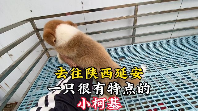 去往陕西延安的小柯基，一只不靠颜值出圈，却很有特点的小家伙！