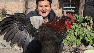 從老爸那里抓一只五黑大公雞，做成特色山東炒雞，味道很特別