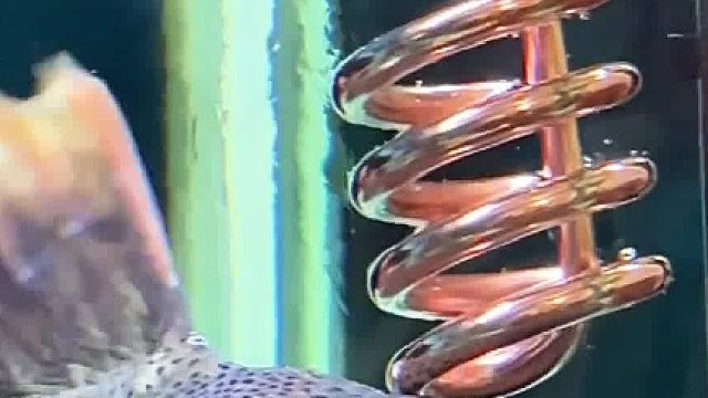 这鱼挺聪明的，被烫到了还会挪一挪……