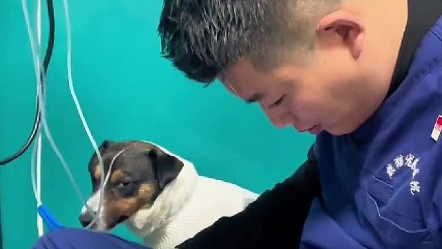 狗狗的心思都写在脸上了…