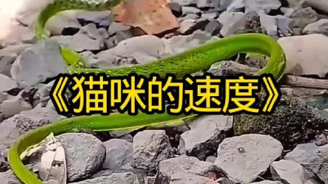 猫咪的反应速度太快了