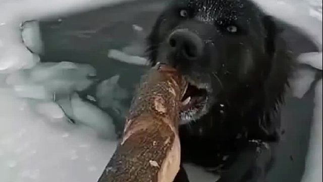 营救凶猛又有点灵性的黑狼