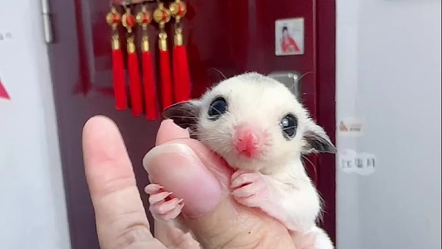 蜜袋鼯成长日记