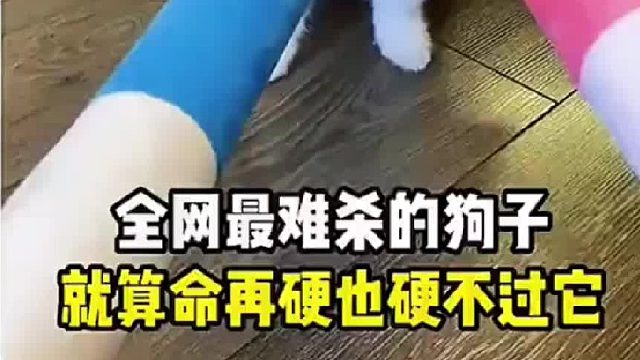 这绝对是全网最难杀的狗子