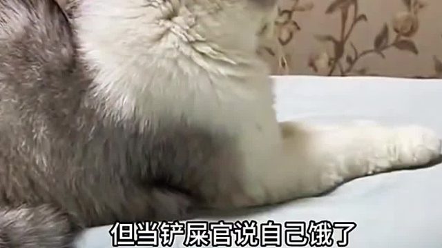 这绝对是全网最像人的猫