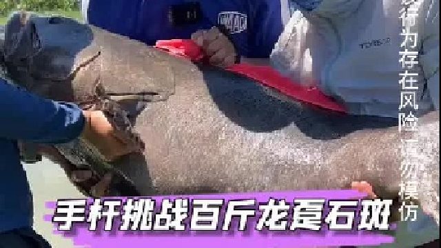 挑战百斤巨型龙趸石斑鱼。