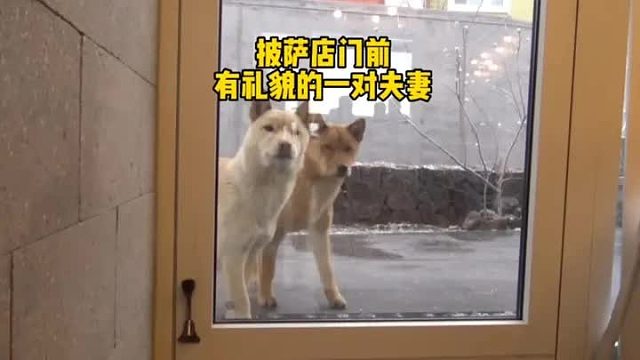 流浪狗来披萨店讨口吃的，老板的一个善意的举动，却让自己的生意红红火火，善有善报