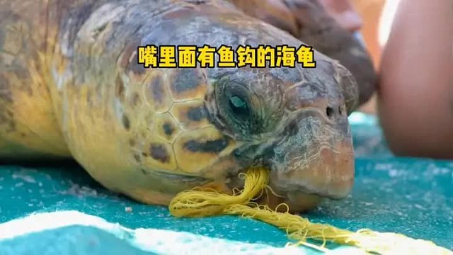 千年海龟强忍痛苦寻求帮助，最后竟然发现舌头嵌入个鱼钩