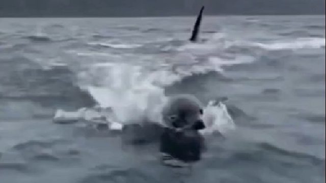 海狮遭到小鲨鱼追杀