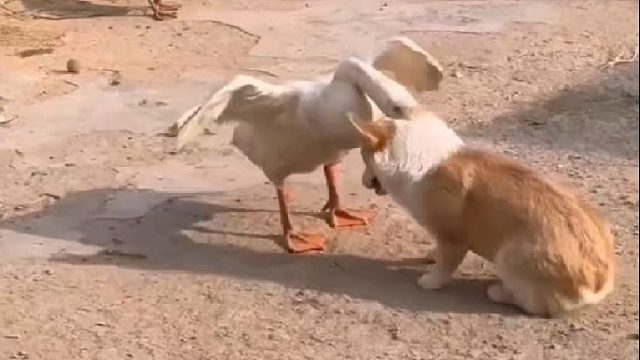 大鹅简直太彪悍了