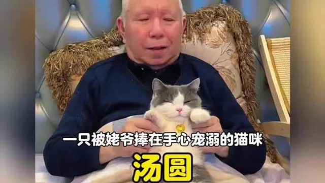 一只被姥爷拿退休金宠大的猫咪能有多幸福