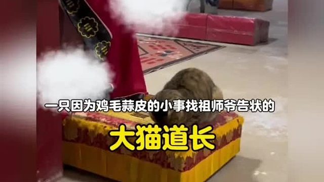 一只每天都要告状的大猫师兄，但凡在受了委屈就会找祖师爷告状