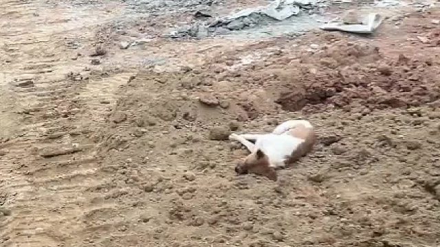 挖机司机看到熟睡的狗子玩心大起，“傻狗睡得太死险被挖走”  ​​​