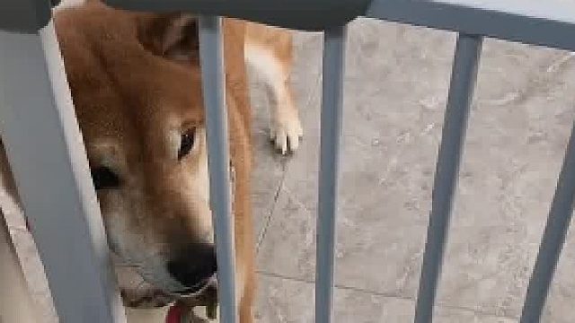 一天800个心眼子