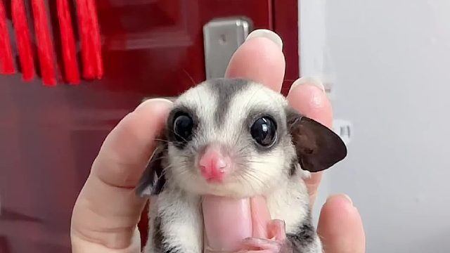 普蜜妹妹出发新家，好干净的一只