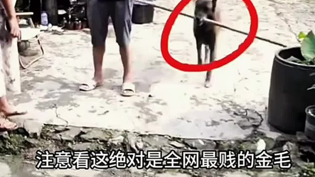 绝对是全网最贱的金毛