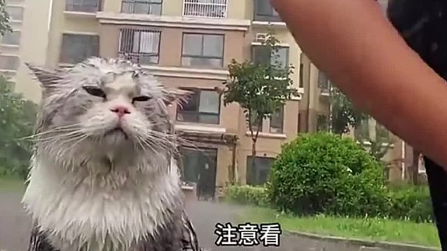 猫咪竟然拉着自己家的女主人在外面淋雨