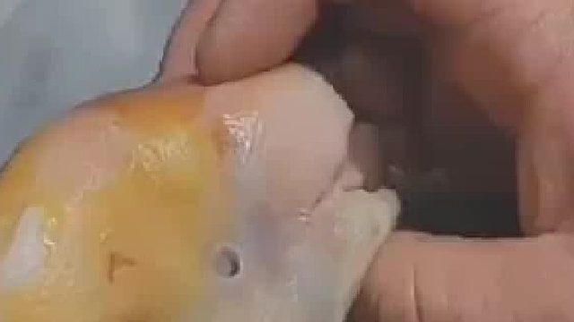 大鹅竟是油鸭子！