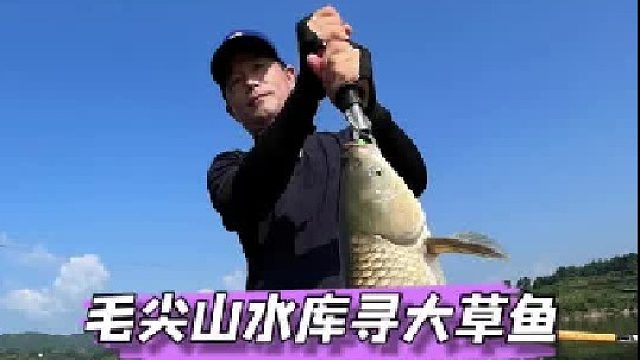 毛尖山探钓大草鱼。